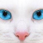 [EXO] <b>울</b><b>집</b>고양이 노는거봐라