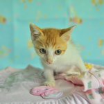 [고양이] 노란<b>무늬</b>가 예쁜 아기 냥이 1개월 초이의 가족이 되어주세요...