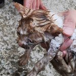 [도와주세요] 하수구에서 건져 올려진 아기 고양이 '유리'