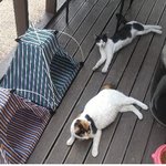 [고양이] 토끼야..안녕