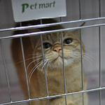 [도와주세요] [호박이]가살해당했습니다. <b>사체</b>를 찾을수있게 도와주세요.