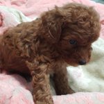 [강아지] 갈색푸들 <b>둘리</b>