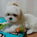 우리 <b>참치</b>두 자랑해 보아요~