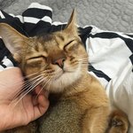 [고양이] 부부와 함께하는 동거묘 세마리 5 - 꿈나라로