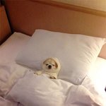 내 침대 <b>독차지</b>한 귀요미들