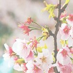복숭아 꽃 <b>스킬</b> 나름 괜찮은듯?