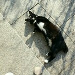 한 어미고양이와 새끼들 임시보호<b>처</b>를 찾습니다...(따로따로보냅니다...