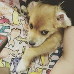 [강아지] <b>믹스</b>견 아롱이