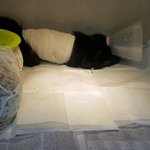 [고양이] 하반신 마비였던 길고양이 달이의 희망이야기