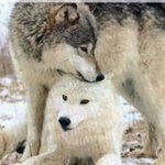 늑대의 의미는 <b>변질</b> 되었다...
