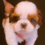 [강아지] 중랑구강아지<b>분양</b> 메리펫 에서 <b>분양</b>받았어요 ㅎㅎ