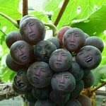 [인피니트] 대만 나무 시청 후기