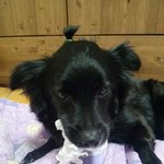 [꼬꼬상] 우리 코코를 소개합니다.