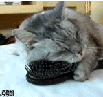 [짹짤짹짤] <b>빗질</b>의 맛을 알아버린 고양이들