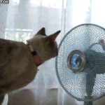 [짹짤짹짤] 여름에만 만들어 줄 <b>수</b> 있는 <b>고양이</b> 장난감