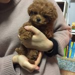 [강아지] 갈색 토이푸들 <b>모카</b>의 9개월 ( 귀염주의*)