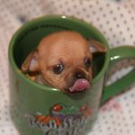 <b>컵</b> 속에 들어앉은 치명적 <b>귀요미</b>