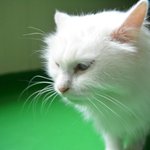 [고양이] 혼자 남겨진 생활이  두려운 향기에게  힘을 주세요.