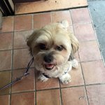 4살 시<b>츄</b>푸들 믹스 철수 *사진추가