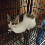[고양이] <서울,인천,경기>토끼가 아니므니다. 너무 이쁘게 크고...
