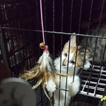 경기>오빠만 가고! 삐뚤어질테다옹~새 모래 성<b>애묘</b> 신이의 가족이...