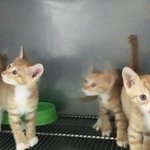 냥이 <b>입양</b> 계획이신 분들 꼭 봐주세요(__)