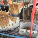 닭장수 <b>철장</b>에 갇혀 팔려나갈 위기에서 구조된 엄마냥이와 아기냥이예요