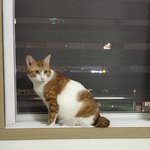 치즈냥이를 찾습니다(한번만 봐주세요)