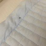 [댓글부탁해] 약혐(?)침대에서 자꾸 <b>벌레</b>가 나와ㅠㅠㅠㅠ