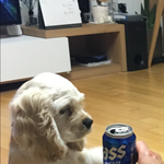 [강아지] 개<b>공손</b>.jpg