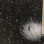 [EXO] 혐주의)새벽에 강아지한테 물려 뒤질뻔했는데