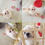 [강아지] 크림장모치와와 돈<b>통이</b>를 소개합니다(찡긋)
