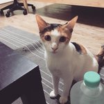 [고양이] 개냥이 엔나!