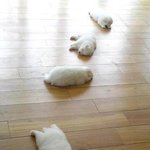 ㅅㅀ <b>난쟁이</b>들아