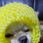 [강아지] 치와와 <b>코코몽</b>3탄!^^