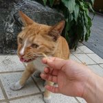 [고양이] 길냥이 입양글 입니다.