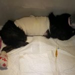 [고양이] 하반신 마비였던 길고양이 달이의 희망이야기 2
