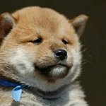 [방탄소년단] <b>지민이</b>랑 똑 닮았네