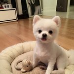 [<b>뉴트</b>] 방슥지 개명함 ㅎㅎ?