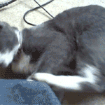 [짹짤짹짤] 고양이 뒷다리 시스템 <b>오류</b>