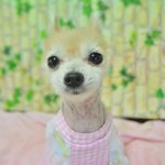 [강아지] 깽깽이 발로 늪지대에 버려진 유니..