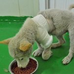 [강아지] [구조소식] 허물어져 가는 폐가에서 떠돌이 견공들의 무차별적인...