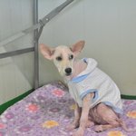 [강아지] [구조소식] 아무도 없는 도로 한가운데에서 하염없이 누군가를...