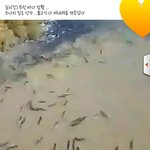 [드루와] 쓰나미,지진 <b>증조</b>라고 페북에 떠돌아다니는거 진짜임?
