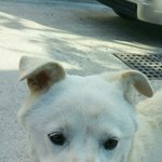 [강아지] 덤프<b>트럭</b>에 로드킬 위험에 처했던 백구순이