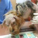 [강아지] 처참한 몰골로 도로위를 떠돌던 양주