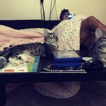 [고양이] 사막의 고양이 smoky &amp; hottie 3탄