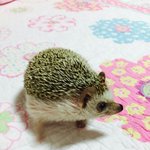 [조언부탁해] 우리집 고슴도치 방금 죽었다