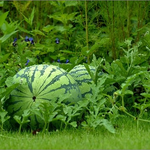 [다이어트] <b>수박</b>효과 저만 몰랐나요?