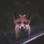 클로즈업으로 건진 동물들의 <b>인생샷</b>